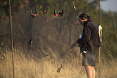 Carmine bee-eater (Merops nubicoides), catching and ringing, breeding colony at the Sambezi river, Namibia