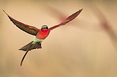 Carmine bee-eater (Merops nubicoides), in flight, breeding colony at the Sambezi river, Namibia