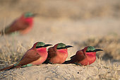 Carmine bee-eater (Merops nubicoides), sitting on the ground, breeding colony at the Sambezi river, Namibia