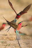 Carmine bee-eater (Merops nubicoides), in flight, fighting between neighbours, breeding colony at the Sambezi river, Namibia