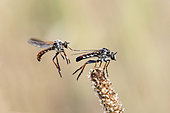 Robber fly (Heteropogon sp), (Heteropogon manicatus without a doubt), Dismplying of a couple in spring Acceptance of the female and approach of the male for mating in a dry prairie, Plaine des Maures, Les Mayons, Var 83, France