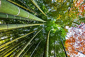 Bamboo 's path in Kyoto, Japan