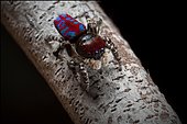 Peacock spider (Maratus bubo) from Western Australia.