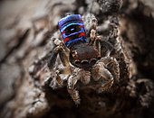 Male Maratus karrie "peacock jumping spider from Western Australia