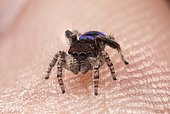 A male Maratus karrie (peacock spider) sitting on my thumb.