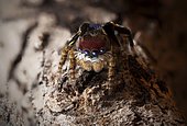 A male Maratus madelineae variant.