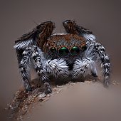 A male Maratus pardus "Peacock jumping spider".