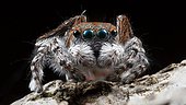 A close up shot of a male Maratus pardus "peacock jumping spider".