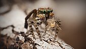 male Maratus maritimus "peacock jumping spider"