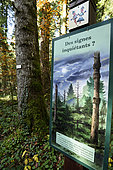 La Glacière biological reserve in the forest of La Joux, Jura, France