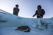 Nurses taking care of a turtle at Kelonia Turtles protection centre, Reunion Island