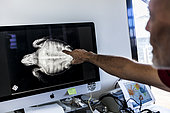 Stéphane Ciccione, Manager of Kelonia, observing the radiograph of a turtle, Reunion Island