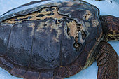 Loggerhead sea turtle with a severely damaged shell, taken in the Kelonia health care centre, Reunion Island