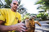 Thomas, nurse at the KELONIA health care centre, releasing a tortoise in its pen in the public part of the centre. They are kept inside at nighttime otherwise the can be stolen. Since sea turtles have become a protected species and the trade of their meat and shell has been banned, the “Ferme Corail” in the Reunion Island, specialized in sea turtle farming for human consumption, reinvented itself in 1997 into turtle’s conservation activities. The structure named “KELONIA” grew and is now dedicated to their protection via a health care center that takes in a large number of injured turtles every week in order to heal them and release them in the ocean – after several weeks of treatment in some cases. Kelonia is also trying to put emphasis on the general public’s awareness. That’s why a museum and aquariums with turtles from all around the Reunion seas were created. And, the turtles, which are living within the aquarium, enable the biologists to go further in their studies of those rare species that are difficult to observe in nature. When released, some turtles are thus equipped with Argos beacons thanks to which we can know their movement in the ocean better and so, refine the protection of their natural environment.
