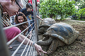 Visitors watching giant tortoises at the KELONIA centre in REunion Island. Since sea turtles have become a protected species and the trade of their meat and shell has been banned, the “Ferme Corail” in the Reunion Island, specialized in sea turtle farming for human consumption, reinvented itself in 1997 into turtle’s conservation activities. The structure named “KELONIA” grew and is now dedicated to their protection via a health care center that takes in a large number of injured turtles every week in order to heal them and release them in the ocean – after several weeks of treatment in some cases. Kelonia is also trying to put emphasis on the general public’s awareness. That’s why a museum and aquariums with turtles from all around the Reunion seas were created. And, the turtles, which are living within the aquarium, enable the biologists to go further in their studies of those rare species that are difficult to observe in nature. When released, some turtles are thus equipped with Argos beacons thanks to which we can know their movement in the ocean better and so, refine the protection of their natural environment.