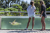 Visitors in the public part of the KELONIA centre in Reunion Island. Since sea turtles have become a protected species and the trade of their meat and shell has been banned, the “Ferme Corail” in the Reunion Island, specialized in sea turtle farming for human consumption, reinvented itself in 1997 into turtle’s conservation activities. The structure named “KELONIA” grew and is now dedicated to their protection via a health care center that takes in a large number of injured turtles every week in order to heal them and release them in the ocean – after several weeks of treatment in some cases. Kelonia is also trying to put emphasis on the general public’s awareness. That’s why a museum and aquariums with turtles from all around the Reunion seas were created. And, the turtles, which are living within the aquarium, enable the biologists to go further in their studies of those rare species that are difficult to observe in nature. When released, some turtles are thus equipped with Argos beacons thanks to which we can know their movement in the ocean better and so, refine the protection of their natural environment.