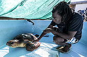 Bernardin is a healer at Kelonia in the Reunion Island, and administer a loggerhead sea turtle a shot. Since sea turtles have become a protected species and the trade of their meat and shell has been banned, the “Ferme Corail” in the Reunion Island, specialized in sea turtle farming for human consumption, reinvented itself in 1997 into turtle’s conservation activities. The structure named “KELONIA” grew and is now dedicated to their protection via a health care center that takes in a large number of injured turtles every week in order to heal them and release them in the ocean – after several weeks of treatment in some cases. Kelonia is also trying to put emphasis on the general public’s awareness. That’s why a museum and aquariums with turtles from all around the Reunion seas were created. And, the turtles, which are living within the aquarium, enable the biologists to go further in their studies of those rare species that are difficult to observe in nature. When released, some turtles are thus equipped with Argos beacons thanks to which we can know their movement in the ocean better and so, refine the protection of their natural environment.