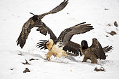 Lammergeiers (Gypaetus barbatus) in snow