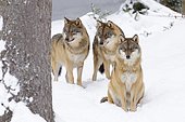European Wolves, Canis lupus, Bavarian Forest National Park, Germany, Europe