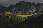 Landscape, mountain pastures and cows in the Friborg pre-Alps, above Charmey, Switzerland
