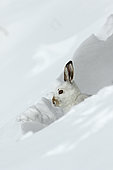 Mountain hare (Lepus timidus) in winter coat at the snow shelter, Alps, Switzerland.