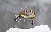 Fight between Goldfinches (Carduelis carduelis) for fallen seeds in the snow, Regional Natural Park of the Vosges du Nord, France