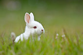 White baby rabbit in grass