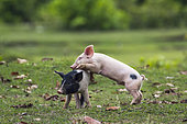 Baby domestic pig in Bardia national park, Nepal