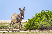 Mannar donkey in Kalpitiya, Sri Lanka