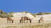 Mannar donkeys in Kalpitiya, Sri Lanka