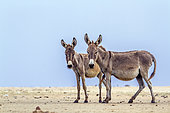 Mannar donkeys in Kalpitiya, Sri Lanka