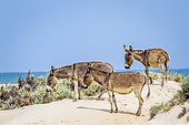 Mannar donkeys in Kalpitiya, Sri Lanka