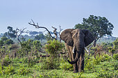 African bush elephant (Loxodonta africana africana) walking in savanna, Kruger National park, South Africa