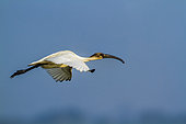 Black-headed Ibis (Threskiornis melanocephalus) in flight, Arugam bay lagoon, Sri Lanka