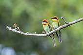 Chestnut-headed bee-eaters (Merops leschenaulti) on a branch, Bardia national park, Nepal