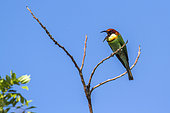 Chestnut-headed bee-eater in Bundala national park, Sri Lanka
