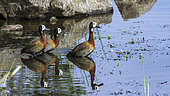 Egyptian Geese (Alopochen aegyptiaca) in water, Kruger National park, South Africa