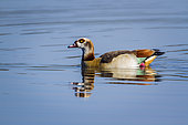 Egyptian Goose (Alopochen aegyptiaca) on water, Kruger National park, South Africa