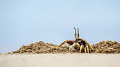 Horned Ghost crab (Ocypode ceratophthalma), Koh Muk, Thailand