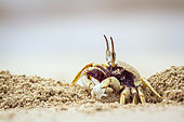 Horned Ghost crab (Ocypode ceratophthalma) digging, Koh Muk, Thailand