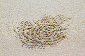 Tracks of Horned Ghost crab (Ocypode ceratophthalma) on sand, Koh Muk, Thailand