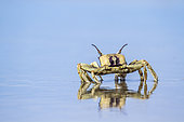 Horned Ghost crab (Ocypode ceratophthalma), Koh Muk, Thailand