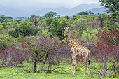 Giraffe (Giraffa camelopardalis) in savanna, Kruger National park, South Africa
