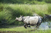 Greater One-horned Rhinoceros (Rhinoceros unicornis) running in water, Bardia national park, Nepal