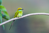 Green bee-eater (Merops orientalis) on a branch, Bardia national park, Nepal