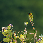 Green bee-eater (Merops orientalis) on a branch, Kalpitiya, Sri Lanka