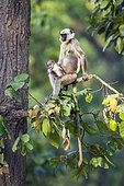 Hanuman Langur (Semnopithecus entellus) and young on a branch, Bardia national park, Nepal