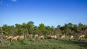 Common Impalas (Aepyceros melampus), herd grazing in savanna, Kruger National park, South Africa