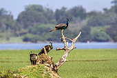 Indian peafowl (Pavo cristatus) on a branch, Arugam bay lagoon, Sri Lanka