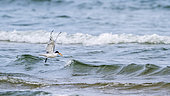 Little tern (Sterna albifrons) fishing in flight, Kalpitiya, Sri Lanka